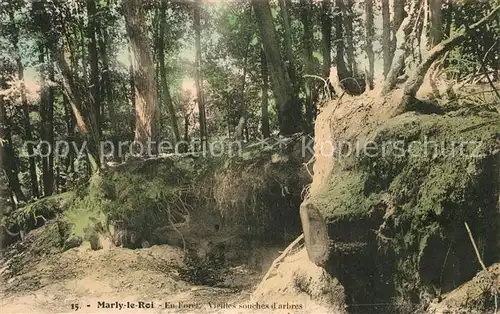 Marly le Roi Foret Vieilles souches d arbres Marly le Roi