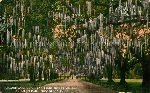 AK / Ansichtskarte New_Orleans_Louisiana Famous Avenue of Oak Trees Audubon Park 
