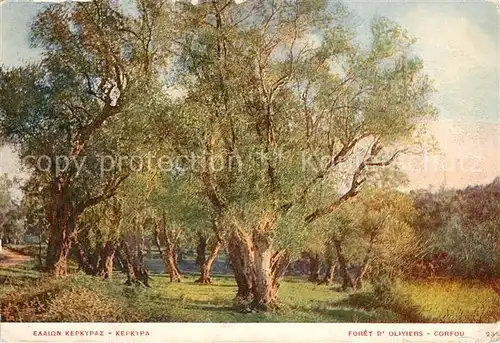 AK / Ansichtskarte Corfou Foret d Oliviers Corfou