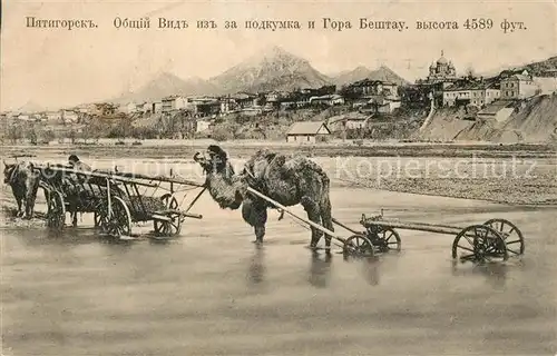 AK / Ansichtskarte Pjatigorsk Berg Beschtau  Kamel Kuh Wagen Pjatigorsk