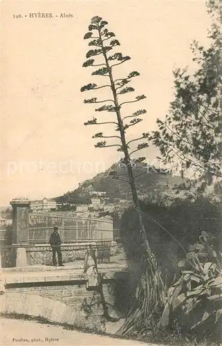 AK / Ansichtskarte Hyeres_les_Palmiers Aloes Hyeres_les_Palmiers
