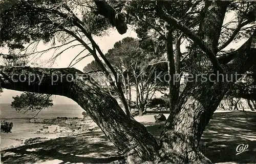 AK / Ansichtskarte Carqueiranne Les pins penches Carqueiranne