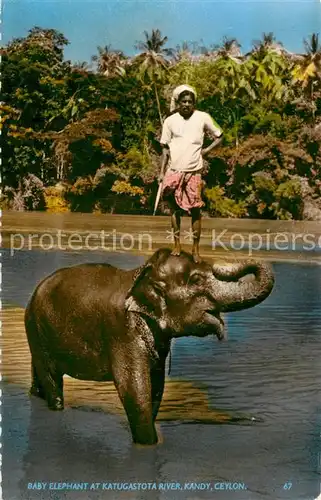 AK / Ansichtskarte Elefant Katugastota River Kandy Ceylon 