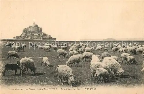 AK / Ansichtskarte Schafe Mont Saint Michel Pres Sales 