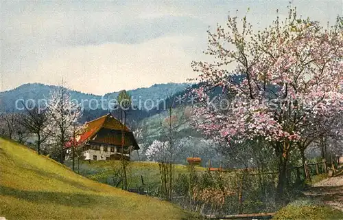 AK / Ansichtskarte Gutachtal Landschaftspanorama Schwarzwald Baumbluete Bauernhof Photochromie Serie 167 No. 2981 Gutachtal