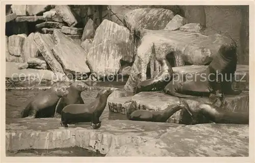 AK / Ansichtskarte Hagenbeck Tierpark Stellingen Hamburg Walrosse Seel?wen Seeb?ren 