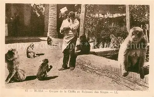 AK / Ansichtskarte Affen Blida Gorges de la Chiffa au Ruisseau des Singes  