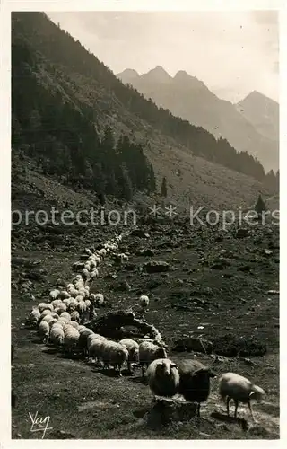 AK / Ansichtskarte Schafe Cauterets Vallee de Lutour  