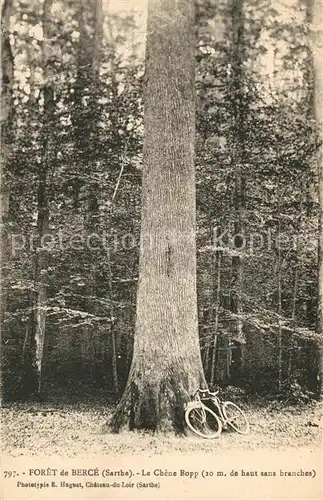 AK / Ansichtskarte Jupilles Foret de Berce  Le Chene Bopp Jupilles