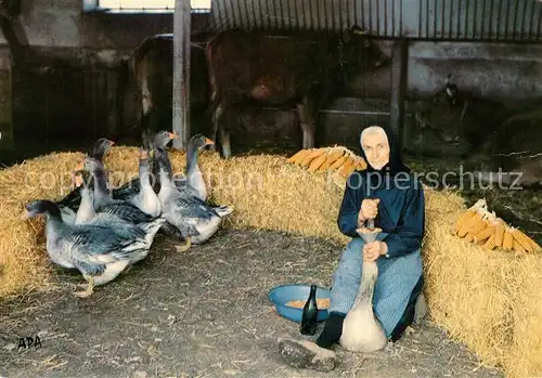 AK / Ansichtskarte Landwirtschaft Gaveuse d Oies G?nse  