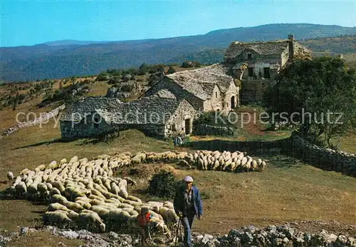 AK / Ansichtskarte Schafe Paturage France  