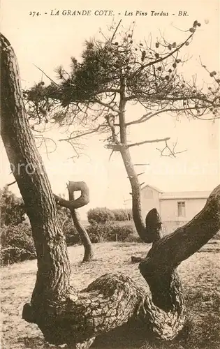 AK / Ansichtskarte La_Grande_Cote Les pins tordus Arbre Nature 