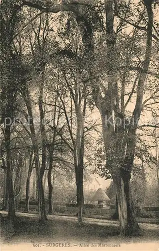 AK / Ansichtskarte Surgeres Allee des Marronniers Surgeres