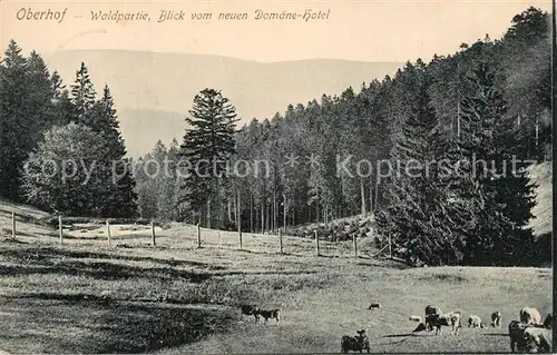 AK / Ansichtskarte Oberhof_Zella Mehlis Waldpartie  Oberhof_Zella Mehlis