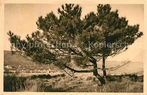 AK / Ansichtskarte Le_Lavandou Nature Arbre Pins vue sur la ville Le_Lavandou