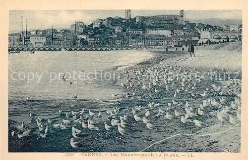 AK / Ansichtskarte Cannes_Alpes Maritimes Les Mouettes sur la plage Cote d Azur Cannes Alpes Maritimes