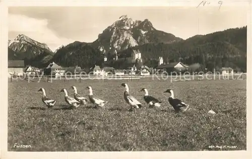 AK / Ansichtskarte Fuessen_Allgaeu Entenfamilie Serie Deutsche Heimatbilder Deutsche Alpenwelt Kranzplatte Fuessen Allgaeu