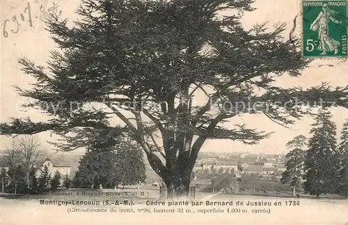 AK / Ansichtskarte Montigny Lencoup Cedre plante par Bernard de Jussieu en 1734 Montigny Lencoup