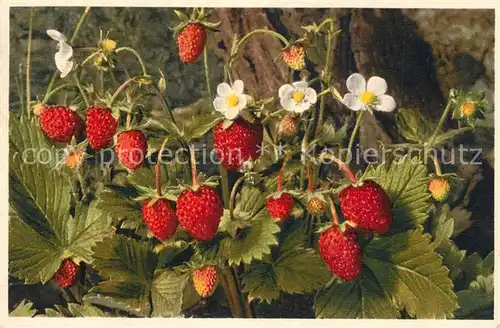 AK / Ansichtskarte Obst Walderdbeere Fragaria vesca  