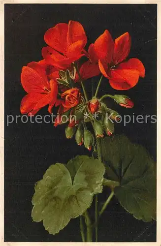 AK / Ansichtskarte Blumen Geranium  