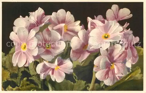 AK / Ansichtskarte Blumen Primel 