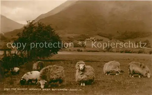 AK / Ansichtskarte Schafe Ancient Herdwick Sheep Buttermere 