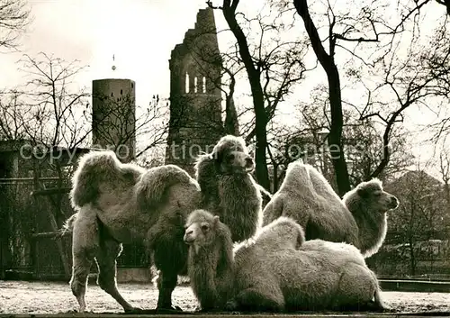AK / Ansichtskarte Berlin Zoologischer Garten Gedaechniskirche Dromendare Berlin