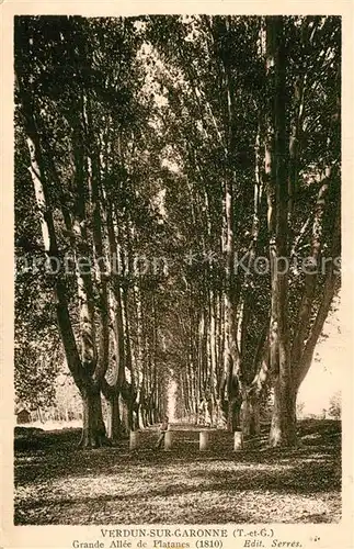 AK / Ansichtskarte Verdun sur Garonne Grande All?e de Platanes Verdun sur Garonne