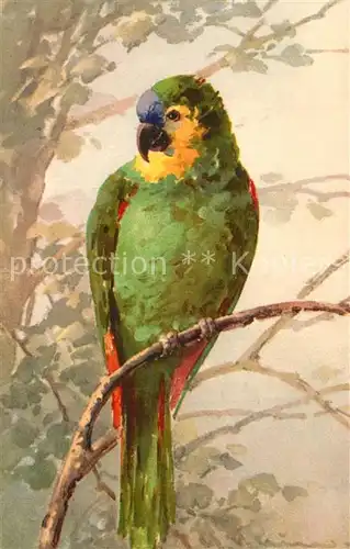 AK / Ansichtskarte Klein_Catharina Papagei 
