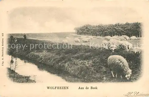 AK / Ansichtskarte Wolfheze Aan de Beek Schafe Wolfheze
