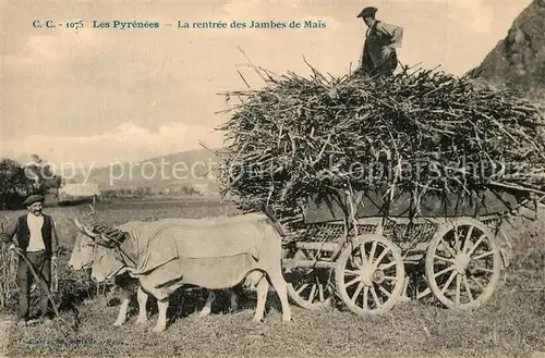 AK / Ansichtskarte Hendaye_Pyrenees_Atlantiques Rentree des Jambes de Mais aux Pyrenees Hendaye_Pyrenees