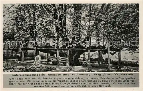 AK / Ansichtskarte Annaberg Buchholz_Erzgebirge Auferstehungslinde im Trinitatisfriedhof Annaberg Buchholz