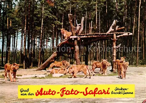 AK / Ansichtskarte Stukenbrock 20 Jahre Hollywoodpark Safariland Loewen Stukenbrock