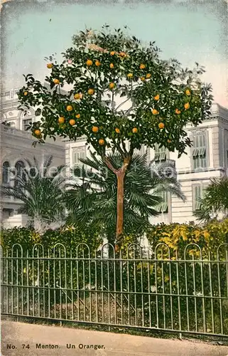 AK / Ansichtskarte Menton_Alpes_Maritimes Un oranger Orangenbaum Menton_Alpes_Maritimes