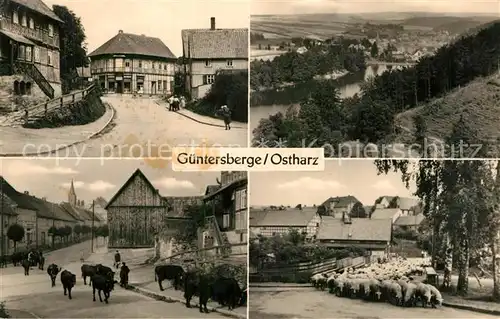 AK / Ansichtskarte Guentersberge Teilansichten Viehtrieb Kuehe Schafherde Landschaftspanorama Guentersberge