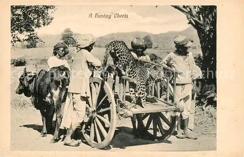 AK / Ansichtskarte Tiere Hunting Cheetah Gepard Jagd Ceylon 