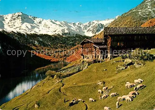 AK / Ansichtskarte Schnalstal Tisenhof Berghof Bergsee Schafherde Schnalstal