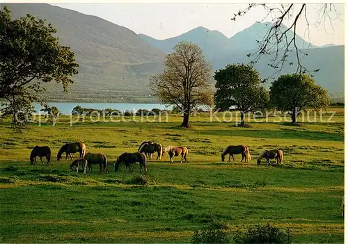 AK / Ansichtskarte Killarney_Kerry Landscape Horses Mountains Killarney_Kerry