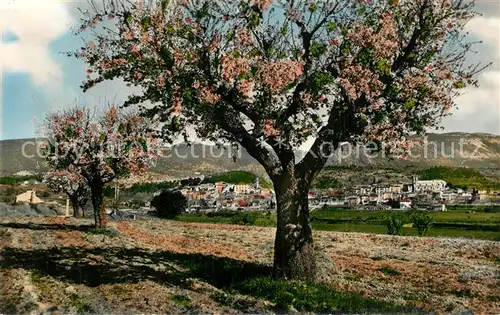 AK / Ansichtskarte Cucuron Les Amandiers en fleurs Cucuron