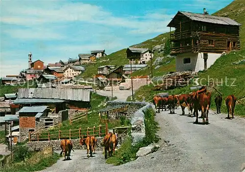 AK / Ansichtskarte Saint Veran Le plus haut village d Europe des vaches Saint Veran