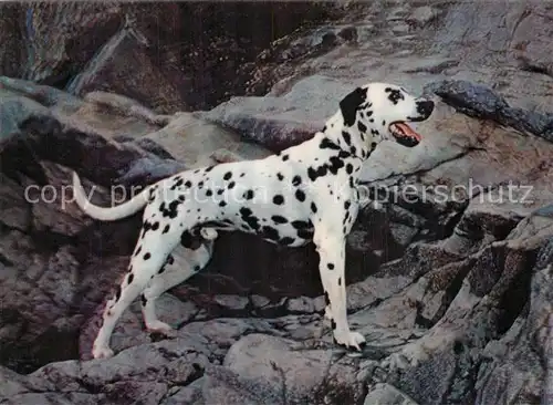 AK / Ansichtskarte Hunde Dalmatian  