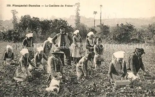 AK / Ansichtskarte Plougastel Daoulas La Cueillette des Fraises Erdbeerernte Plougastel Daoulas
