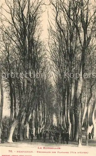 AK / Ansichtskarte Perpignan Promenade des Platanes Perpignan