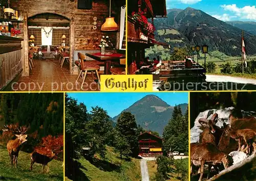 AK / Ansichtskarte Fuegen Gasthaus Goglhof Wild Hirsch Gemsen Alpen Fuegen