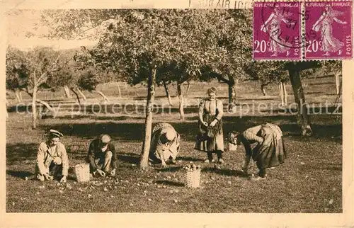 AK / Ansichtskarte Ernte_Landwirtschaft Cueillette des Pommes Apfelernte Normandie 