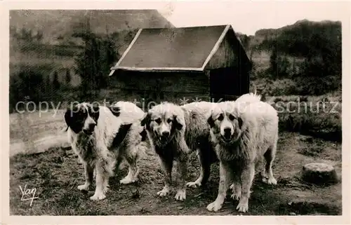 AK / Ansichtskarte Hunde Chiens des Pyrenees 