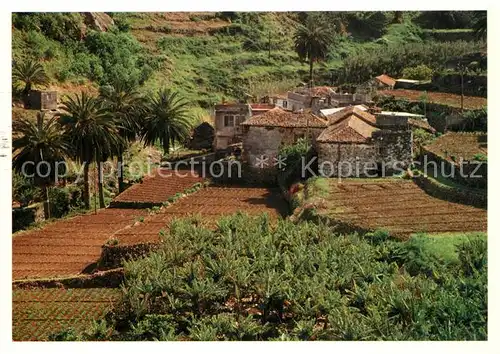 AK / Ansichtskarte Vallehermoso Cultivo de platanos Bananenanbau Vallehermoso