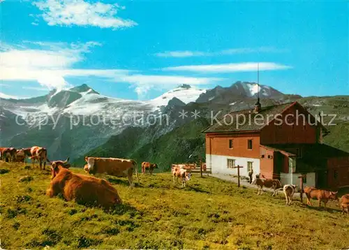 AK / Ansichtskarte Hintertux_Zillertal Tuxerjoch Haus Rinderherde Hintertux_Zillertal