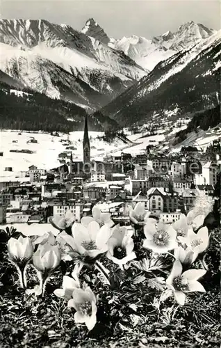 AK / Ansichtskarte Davos_GR im Fruehling Pelzanemonen mit Tinzenhorn Davos_GR