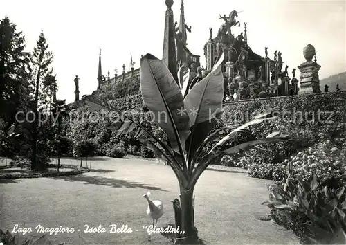 AK / Ansichtskarte Isola_Bella_Lago_Maggiore Giardini Isola_Bella_Lago_Maggiore